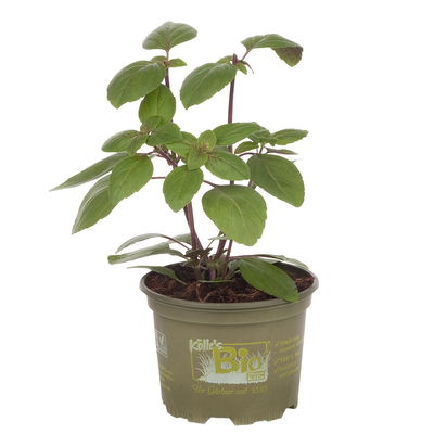 Bio Russisches Strauchbasilikum, Topf-Ø 12cm