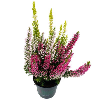 Knospenheide 'Trio' mehrfarbig, Farben zufällig, Topf-Ø 6 cm, 12 Pflanzen Knospenheide 'Trio' mehrfarbig, Farben zufällig, Topf-Ø 6 cm, 12 Pflanzen