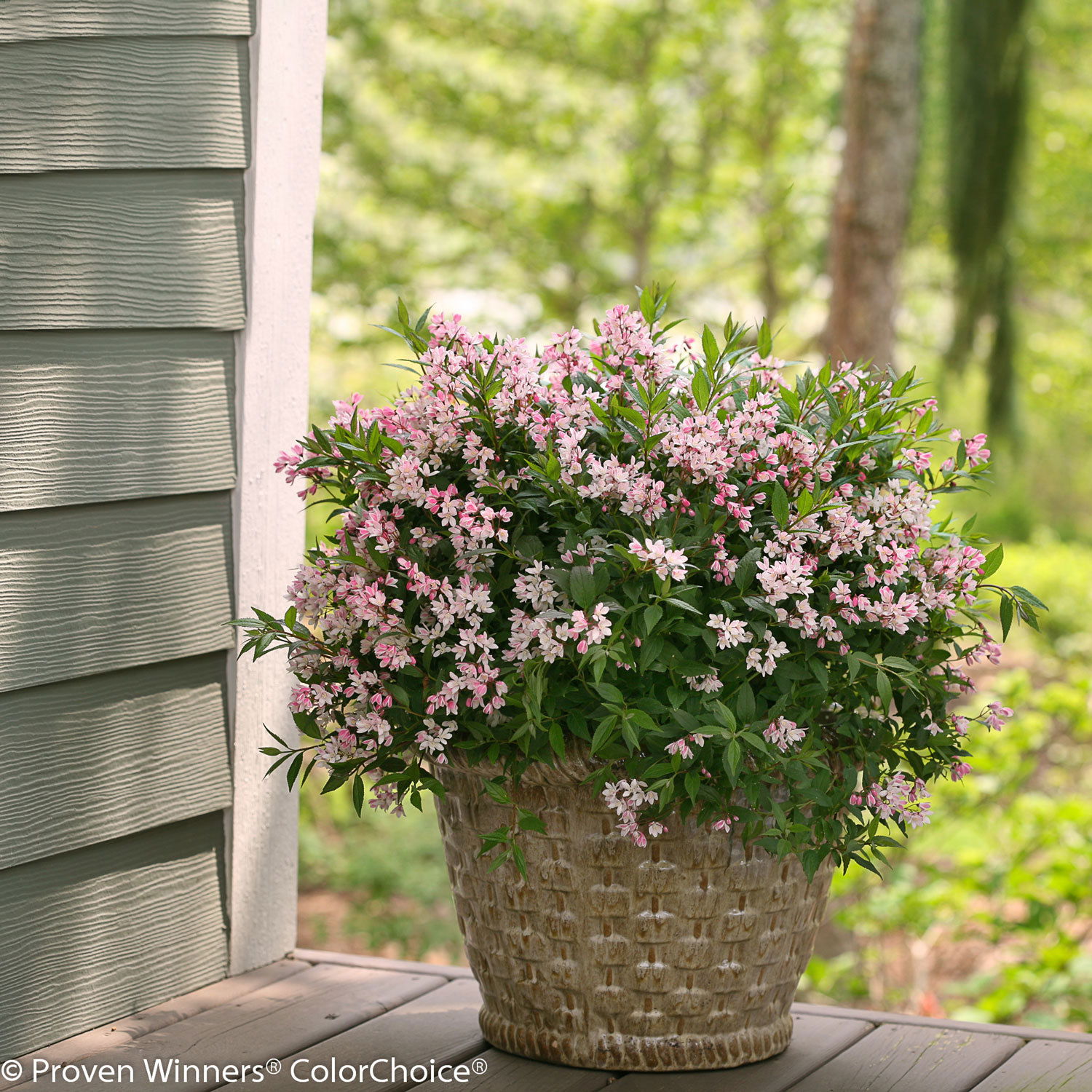 Rosa-Sternenstrauch, Deutzia 'Yuki Cherry Blossom'®, 5er-Set, Topf 3 Liter