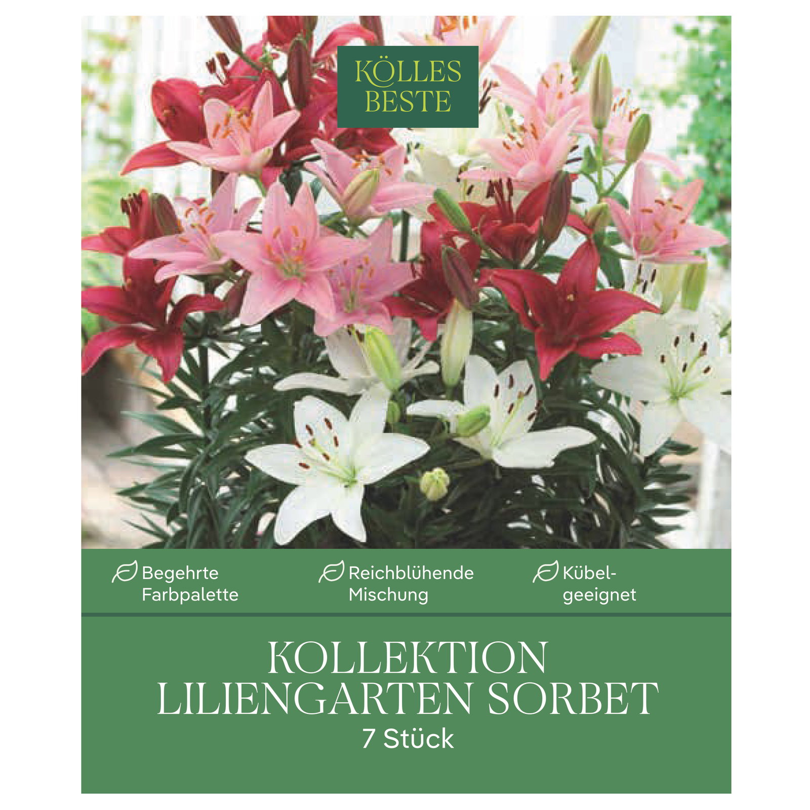 Kölles Beste Kollektion Liliengarten Sorbet, 7 Blumenknollen