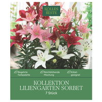 Kölles Beste Kollektion Liliengarten Sorbet, 7 Blumenknollen