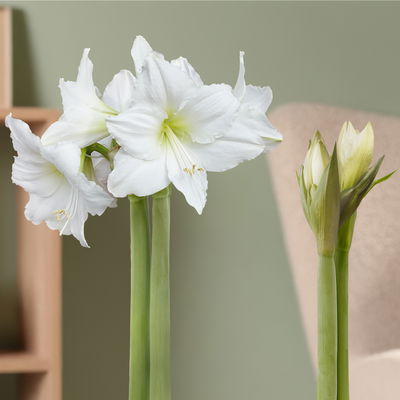 Amaryllis in Wachs, Dekor 'Basic White', Blüte weiß, 2 Pflanzen