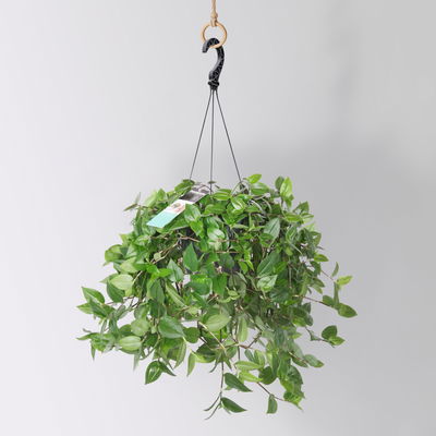 Grünpflanzen-Set Ampel-WG, Hängeampel-Ø 18 cm, 2 Pflanzen