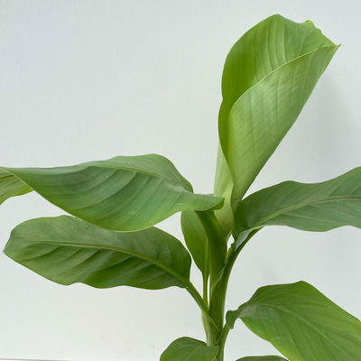 Bananenpflanze, Topf-Ø 17 cm, Höhe ca. 60 cm, 2 Pflanzen