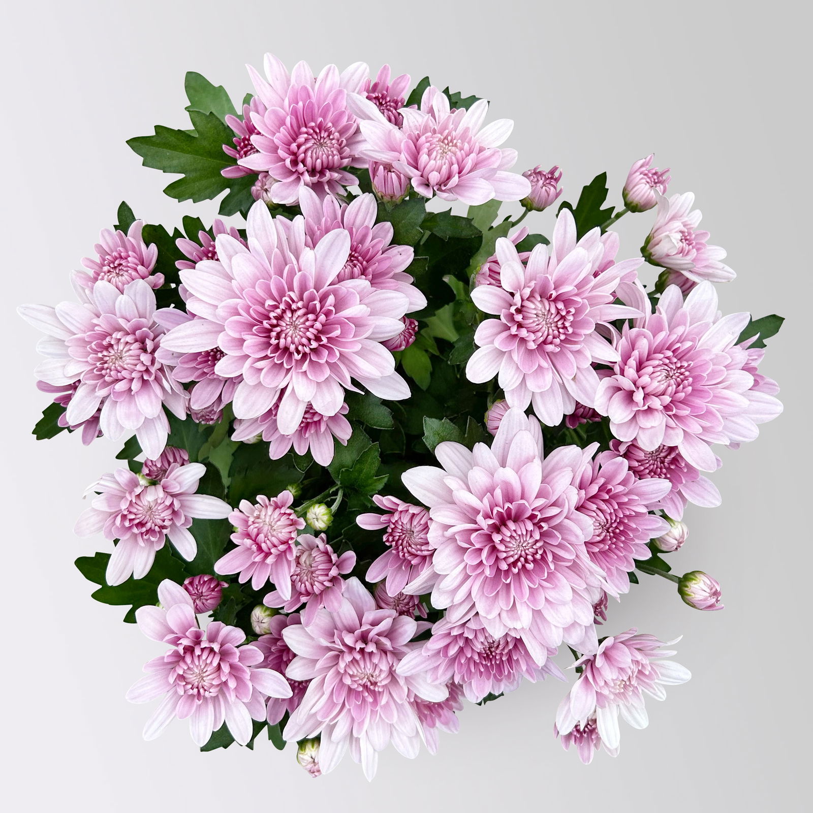 Chrysanthemen 'Chrysanne®Grandezza Pink', rosa, Topf-Ø 13 cm, 4 Pflanzen