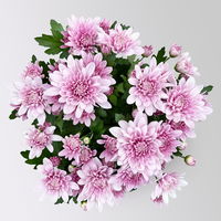 Chrysanthemen 'Chrysanne®Grandezza Pink', rosa, Topf-Ø 13 cm, 4 Pflanzen