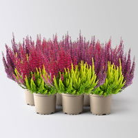Calluna 'Beauty Ladies® Milca-Trio', lila-rot-gelb, Topf-Ø 11 cm, 6 Pflanzen Calluna 'Beauty Ladies® Milca-Trio', lila-rot-gelb, Topf-Ø 11 cm, 6 Pflanzen