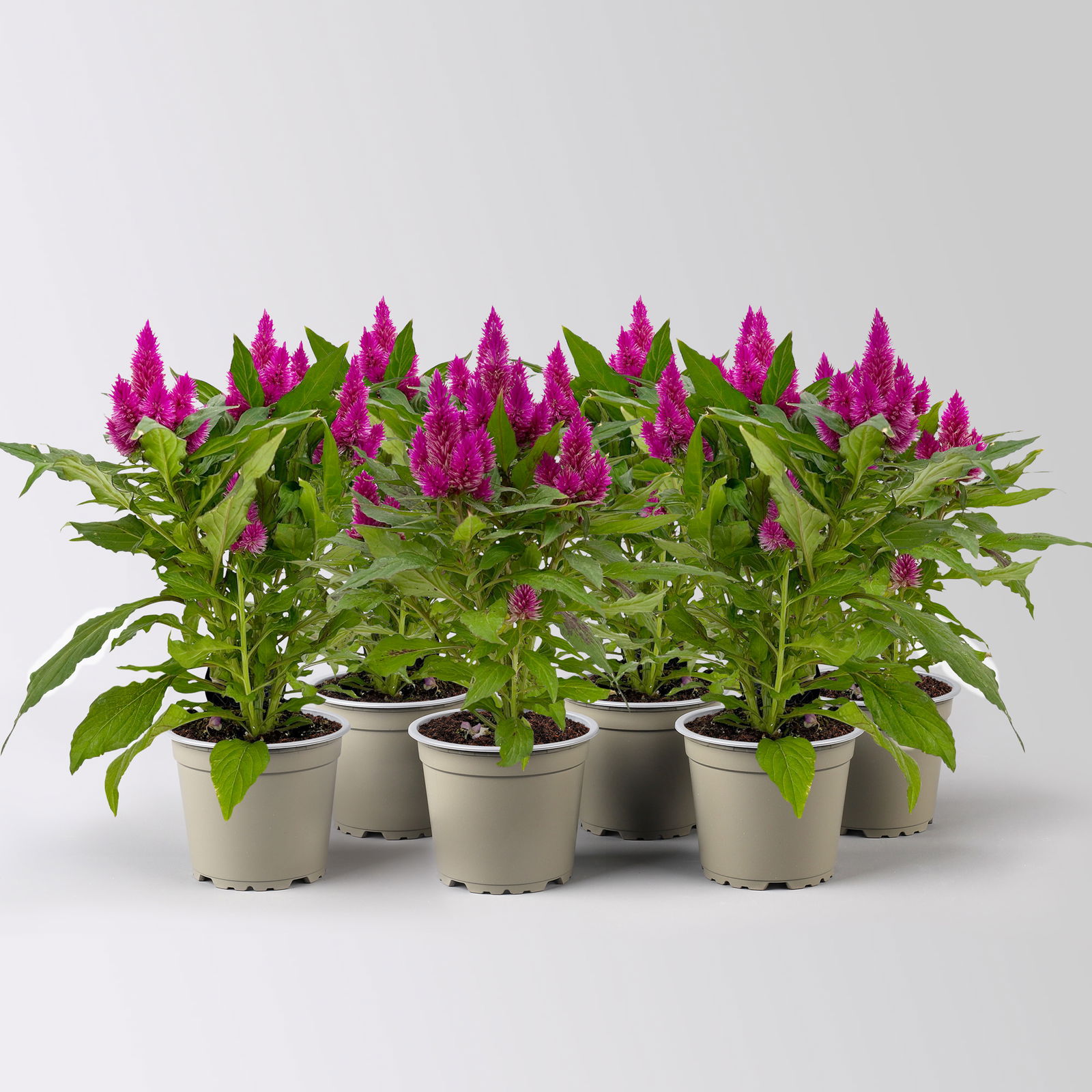 Celosia 'Deep Purple', 6er-Set, lila, Topf 12 cm Ø