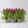 Celosia 'Deep Purple', 6er-Set, lila, Topf 12 cm Ø