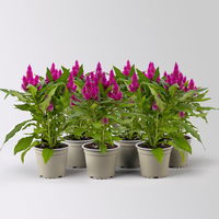 Celosia 'Deep Purple', 6er-Set, lila, Topf 12 cm Ø