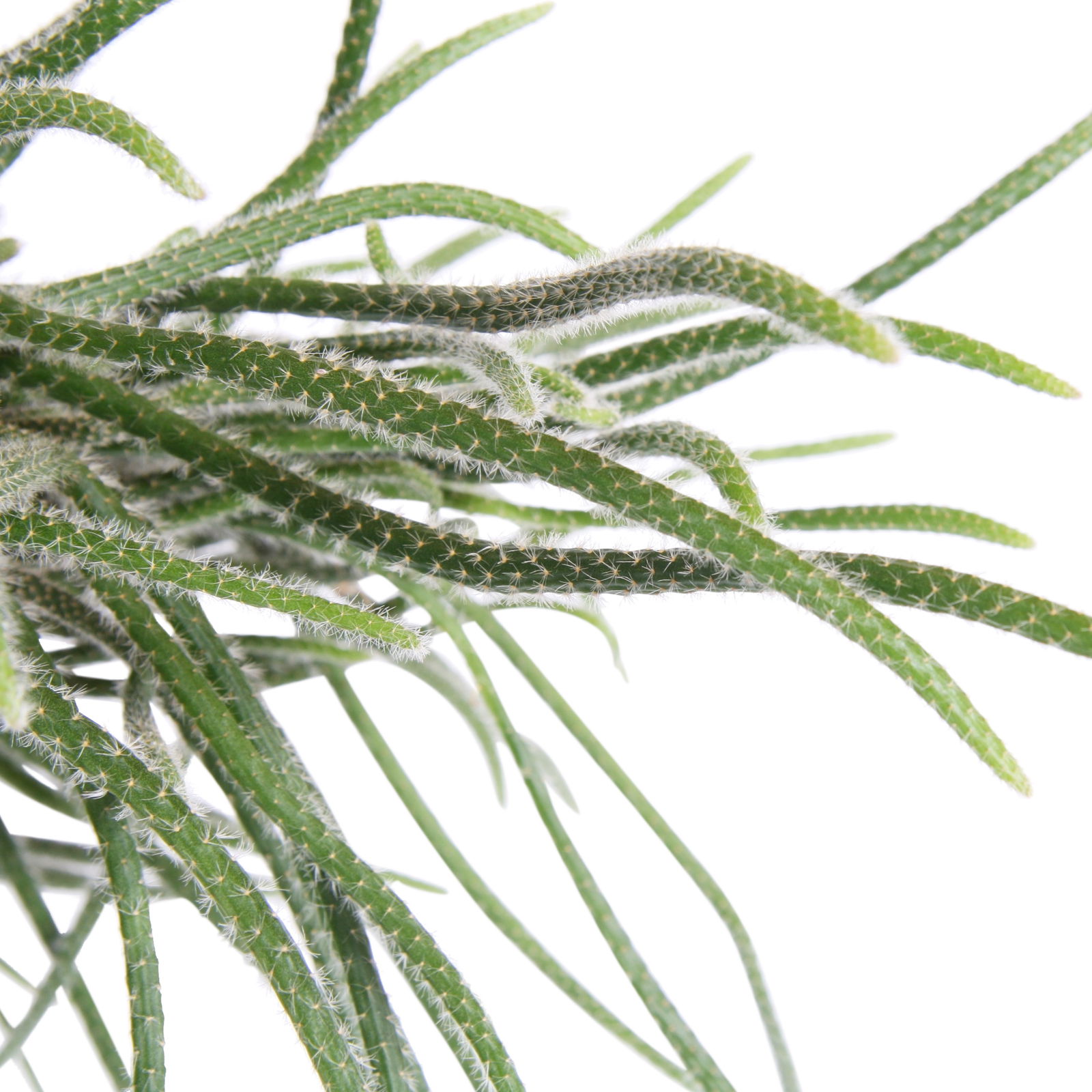 Rhipsalis, Ampeltopf-Ø 17 cm, Höhe ca. 30 cm