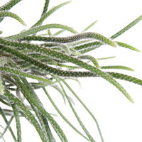 Rhipsalis, Ampeltopf-Ø 17 cm, Höhe ca. 30 cm