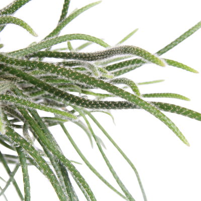 Rhipsalis, Ampeltopf-Ø 17 cm, Höhe ca. 30 cm Rhipsalis, Ampeltopf-Ø 17 cm, Höhe ca. 30 cm