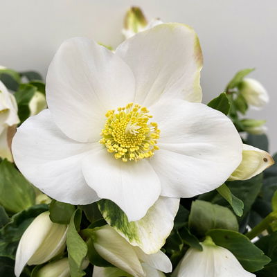 Christrose 'Wintersun' weiß, Topf-Ø 21 cm Christrose 'Wintersun' weiß, Topf-Ø 21 cm