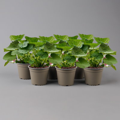 Stockrose, rot, Topf-Ø 13 cm, 6 Pflanzen Stockrose, rot, Topf-Ø 13 cm, 6 Pflanzen