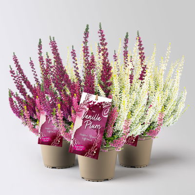 Calluna 'Gardengirls® Vanilla Plum' Trio, Topf-Ø 13 cm, 3 Pflanzen Calluna 'Gardengirls® Vanilla Plum' Trio, Topf-Ø 13 cm, 3 Pflanzen