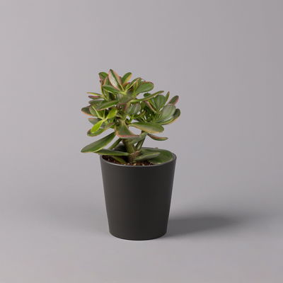 Geldbaum in Keramiktopf anthrazit, verschiedene Formen, Topf-Ø 12cm, 3er-Set