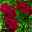 Ramblerrose 'Perennial Domino®', magentarot, Topf 5 Liter