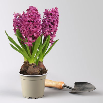 Hyazinthe lila, vorgetrieben, Topf-Ø 12 cm, 6 Pflanzen Hyazinthe lila, vorgetrieben, Topf-Ø 12 cm, 6 Pflanzen