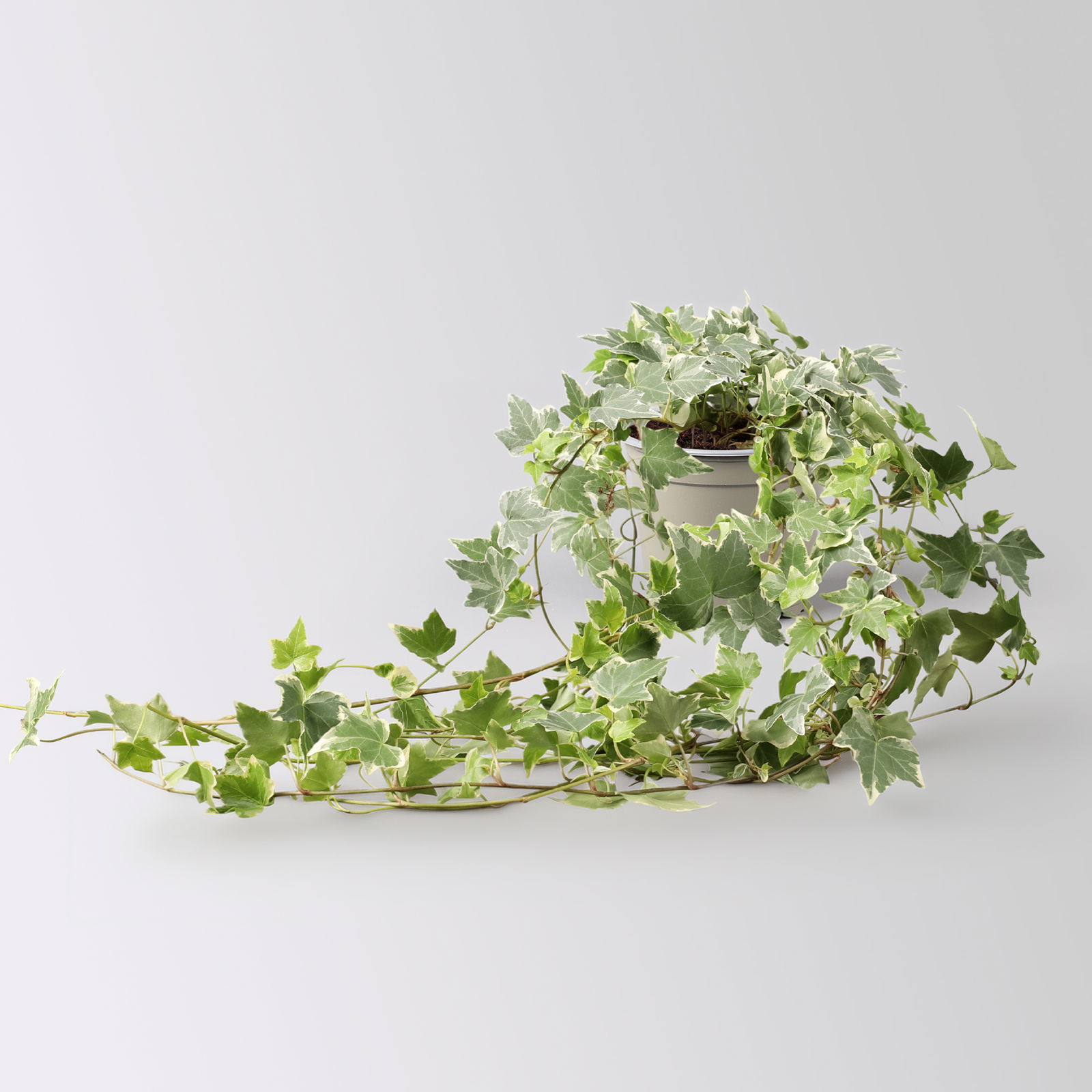 Weißbunter Efeu inkl. Keramiktopf Dallas anthrazit, Topf-Ø 12/13 cm, 3er-Set Weißbunter Efeu inkl. Keramiktopf Dallas anthrazit, Topf-Ø 12/13 cm, 3er-Set