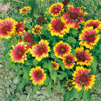 Stauden-Set, 12 Pflanzen für 2 m², gelb-rot Stauden-Set, 12 Pflanzen für 2 m², gelb-rot