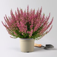 Knospenheide, rot, Topf-Ø 17 cm, 3 Pflanzen Knospenheide, rot, Topf-Ø 17 cm, 3 Pflanzen