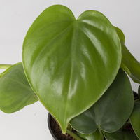 Grünpflanzenkreation 'Einsteiger-Mix', Topf-Ø 12cm + Übertopf Dallas, 4 Pflanzen