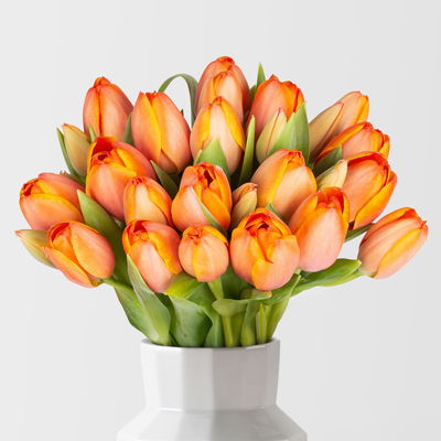 30 orange/gelbe Tulpen 'Ad Rem' 30 orange/gelbe Tulpen 'Ad Rem'