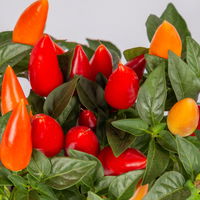 Capsicum 'Acapulco Multicolor', Topf-Ø 10,5, 6er-Set