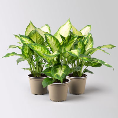 Dieffenbachie 'Camilla', Topf-Ø12cm, Höhe ca. 25 cm, 3er-Set