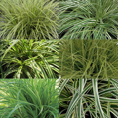 Segge grün-weiß, Topf-Ø 12 cm, 3er-Set