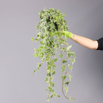 Weißbunter Efeu inkl. Keramiktopf Dallas anthrazit, Topf-Ø 12/13 cm, 3er-Set