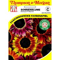 Thompson & Morgan Blumensamen Sonnenblume Harlequin F1 Hybride