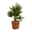 Chamaerops humilis 'Sicilia', Topf-Ø 26 cm, Höhe ca. 100 cm