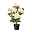 Kunstpflanze Dahlie, aprikot, Höhe ca. 70 cm