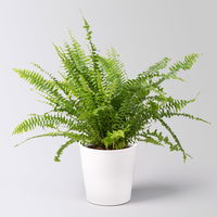 Grünpflanzenkreation 'Tierfreund', Topf-Ø 12cm + Übertopf Dallas, 4 Pflanzen