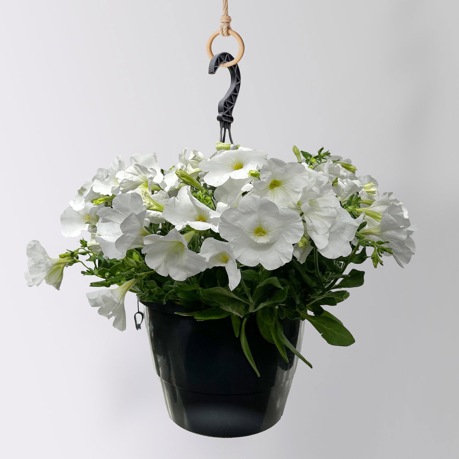 Petunie, weiß, hängend, Ampeltopf-Ø 27 cm Petunie, weiß, hängend, Ampeltopf-Ø 27 cm