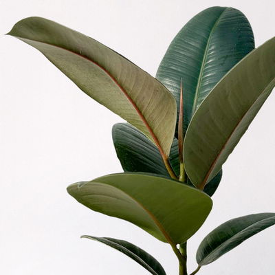 Gummibaum 'Robusta' in Topf Dallas, weiß Topf-Ø 12cm, Höhe ca. 40-45 cm, 3er-Set Gummibaum 'Robusta' in Topf Dallas, weiß Topf-Ø 12cm, Höhe ca. 40-45 cm, 3er-Set