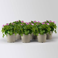 Geranie 'Angel® Lexi®', rosa, Topf-Ø 12cm, 6 Pflanzen