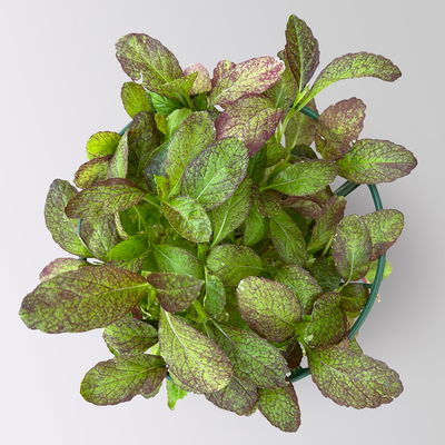 Bio Winterkräuter-Set, Topf-Ø 12cm, 5 Pflanzen