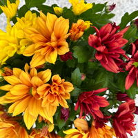 Chrysanthemen Trio 'Sunset' orange-gelb-rot, Topf-Ø 12 cm, 6er-Set