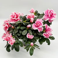 Azalee 'Vogel' Mix, gefüllt, Topf-Ø 11 cm, Höhe ca. 20 cm, 8 Pflanzen Azalee 'Vogel' Mix, gefüllt, Topf-Ø 11 cm, Höhe ca. 20 cm, 8 Pflanzen