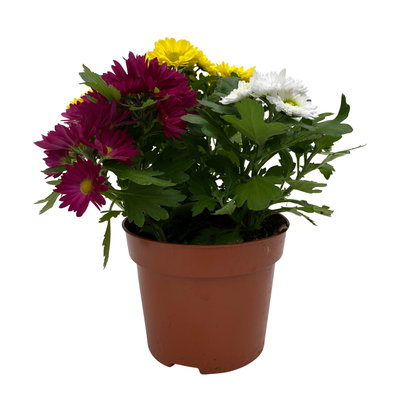 Chrysanthemen 'Swifty Trio', weiß, gelb und dunkelrot, Topf-Ø 12 cm, 6 Pflanzen