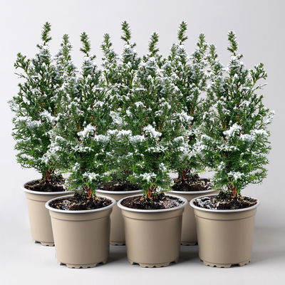 Kegelzypresse 'Top Point', weiß beschneit, Topf-Ø 9 cm, 6 Pflanzen