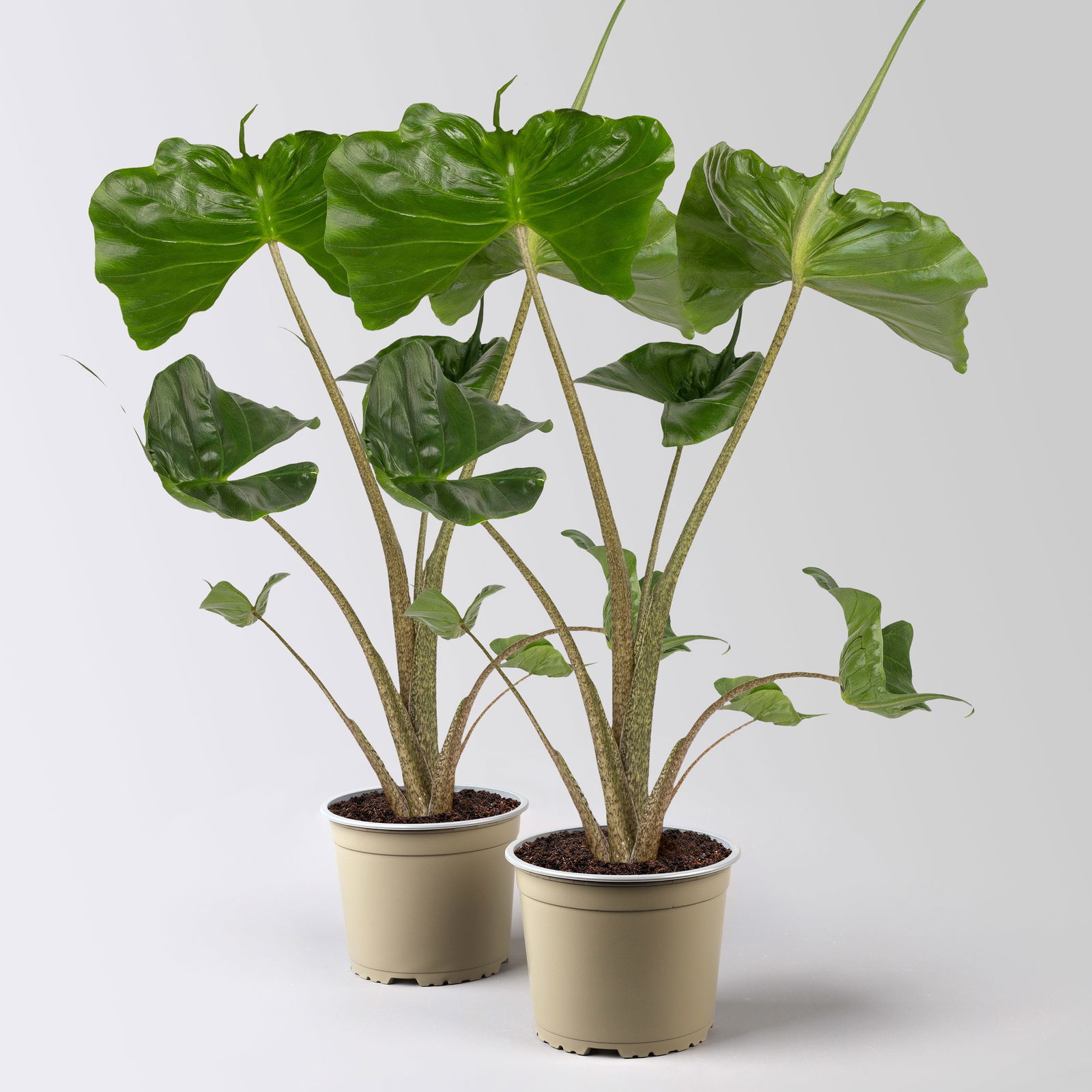 Alocasia 'Stingray', Topf-Ø 17 cm, Höhe ca. 60 cm, 2 Pflanzen Alocasia 'Stingray', Topf-Ø 17 cm, Höhe ca. 60 cm, 2 Pflanzen