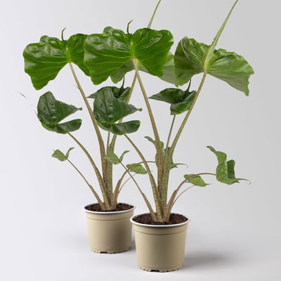 Alocasia 'Stingray', Topf-Ø 17 cm, Höhe ca. 60 cm, 2 Pflanzen Alocasia 'Stingray', Topf-Ø 17 cm, Höhe ca. 60 cm, 2 Pflanzen