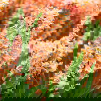 Pflanzen-Set Frühlingsharmonie, 12 Pflanzen inkl. Erde