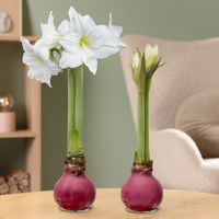 Amaryllis in Wachs, Dekor 'Basic Magenta', Blüte weiß, 2 Pflanzen Amaryllis in Wachs, Dekor 'Basic Magenta', Blüte weiß, 2 Pflanzen