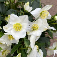 Christrose 'Wintersun', weiß, Schalen-Ø 27 cm