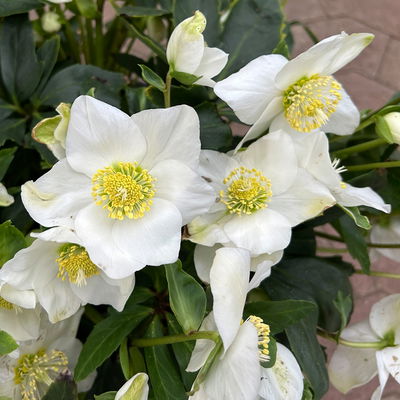 Christrose 'Wintersun', weiß, Schalen-Ø 27 cm